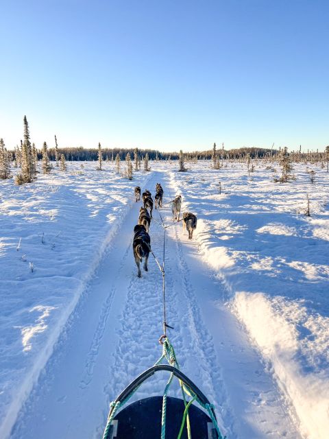 Talkeetna: Winter Dog Sled Tour Morning or Night Mush! - Preparing for the Adventure