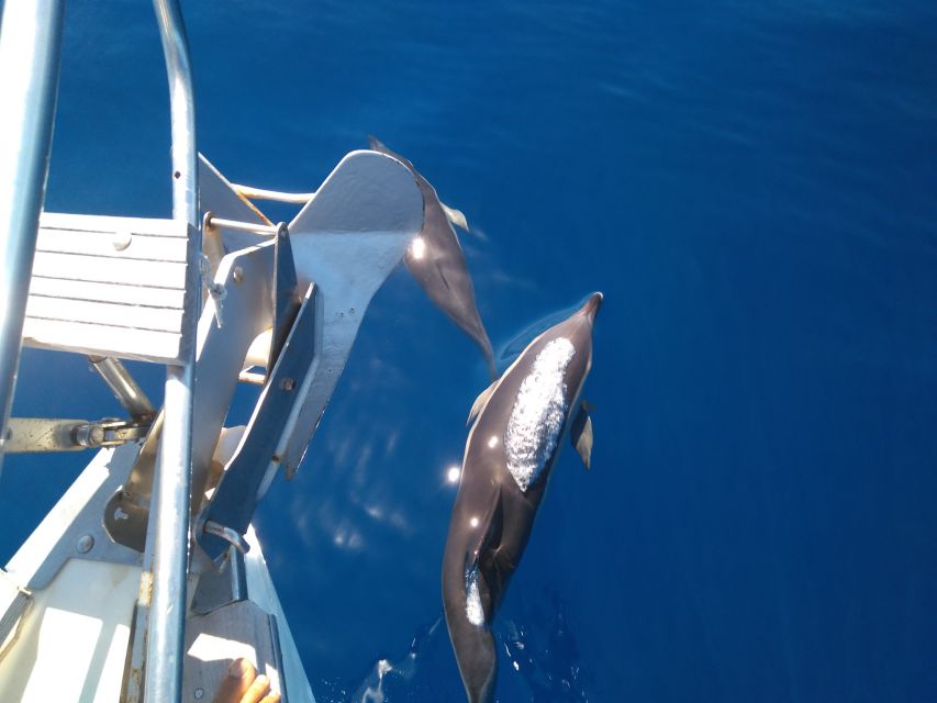 Tenerife: Teide National Park and Dolphins Sailboat Tour - Dolphin and Pilot Whale Watching