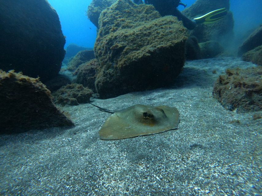 The Cookies: Tenerife Turtles and Rays Snorkeling Cruise - Departure and Meeting Information