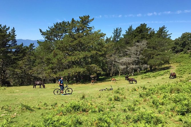 The Train Track Trail Mountain Bike Ride - Private Experience - Booking Details