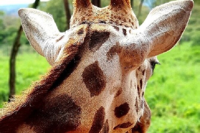 Tour to Giraffe Center From Nairobi - Traveler Feedback and Experiences