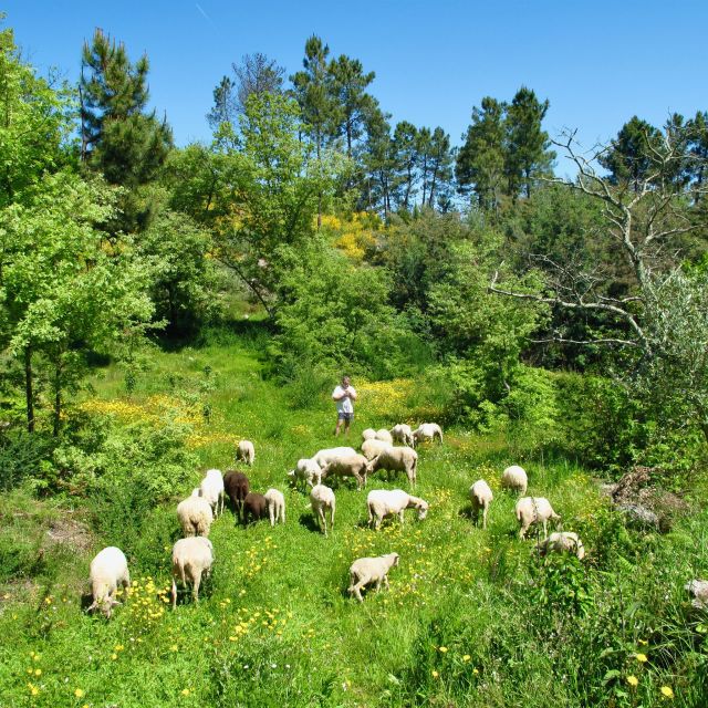 Traditional Cooking Class and Farm Tour in the Douro Valley - Getting to Quinta De Louredo