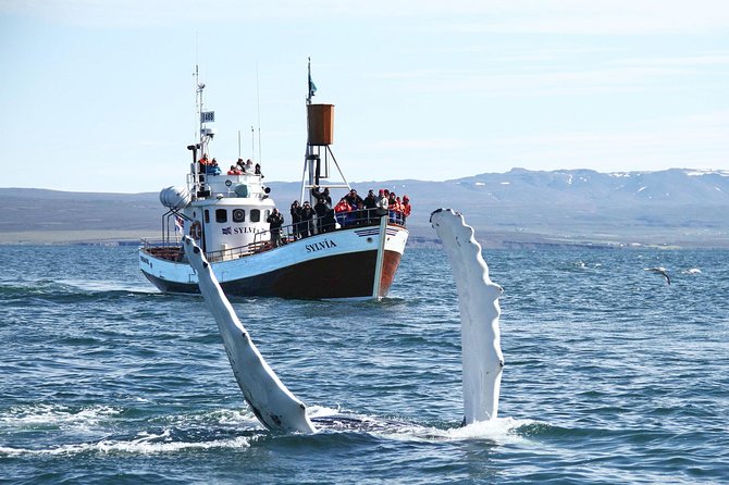 Traditional Whale Watching Tour From Husavik - Cancellation Policy