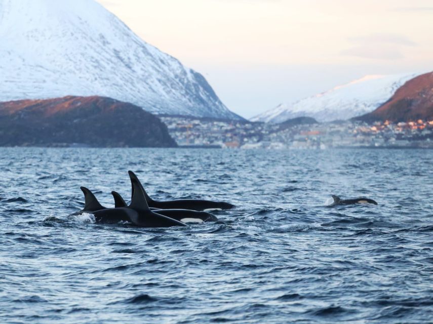 Tromsø 3-Days Whale Watching, Northern Lights & Dog Sledding - Cozy Yacht Accommodations