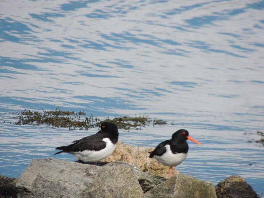 Tromsø: Kvaløya and Sommarøy Scenic Fjord Day Trip - Exploring Local Flora and Fauna