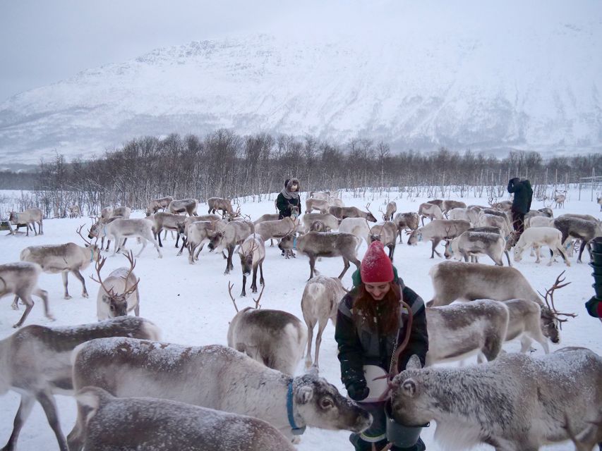 Tromsø: Reindeer Feeding and Sami Cultural Experience - Guided Excursion Details