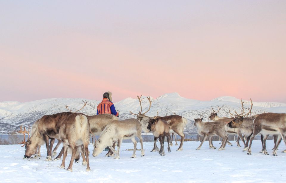 Tromsø: Reindeer Ranch and Sami Cultural Tour With Lunch - Booking and Cancellation