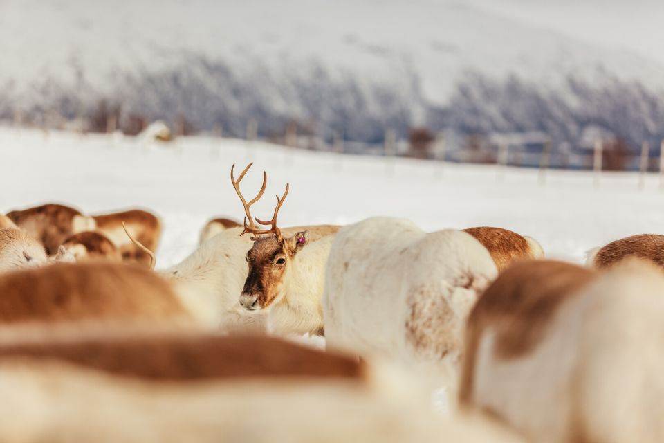 Tromsø: Reindeer Sledding & Feeding With a Sami Guide - Reindeer Feeding Opportunity