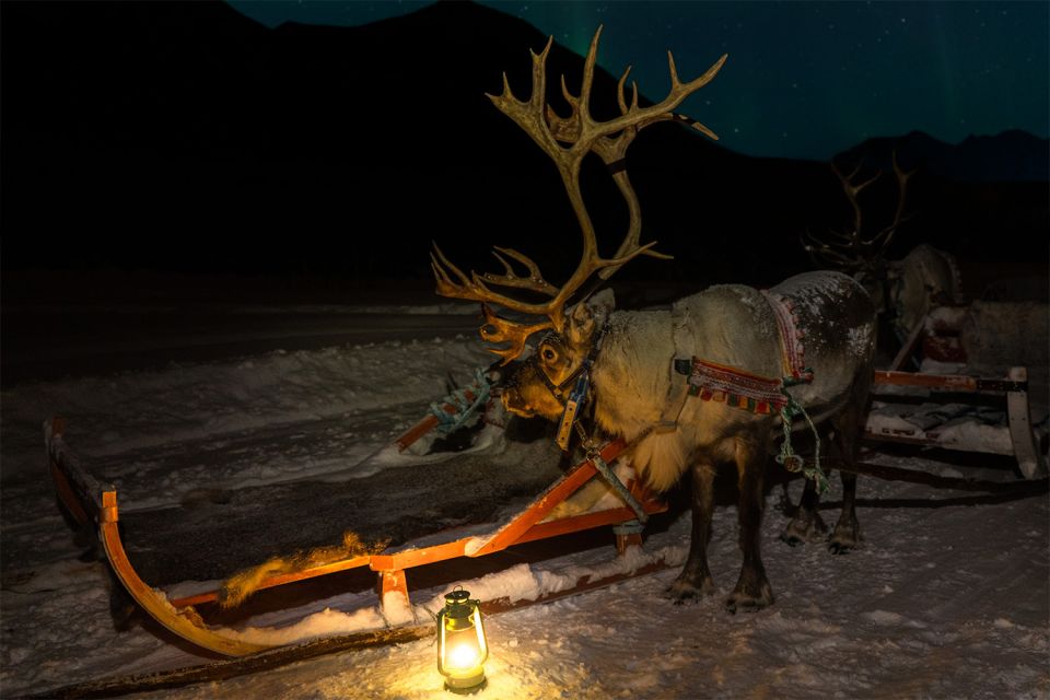 Tromso: Reindeer Sledding With Chance to See Northern Lights - Sami Culture Immersion