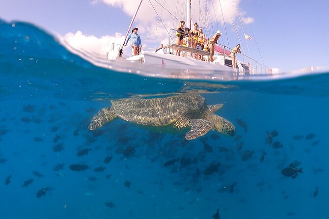 Turtle Snorkeling Adventure in Waikiki (Boat Tour) - Customer Reviews and Feedback