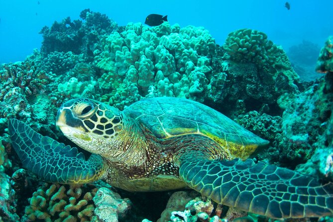 Turtle Town Snorkel With Photo and Video - Customer Reviews Highlights