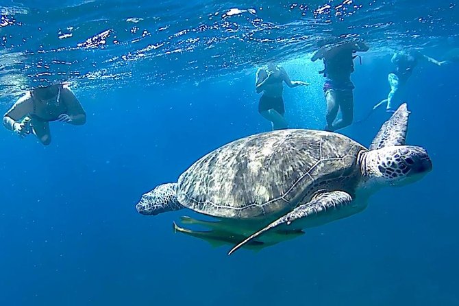 Turtles Bay, Swimming With Turtles Hurghada & Marsa ALAM - Pickup and Drop-off Locations