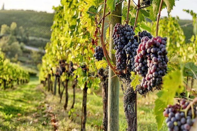 Tuscany Wine Tour From Rome With Private Driver - Wine Tasting and Gourmet Sampling