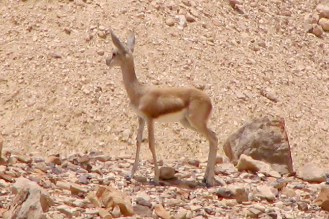 Two Hour Guided Jeep Tour in to and Around the Ramon Crater - Customer Reviews