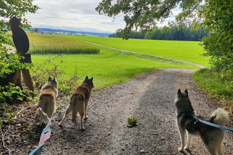 Unterallgäu: Wiedergeltingen Guided Hike With Huskies - Meeting Point and Location