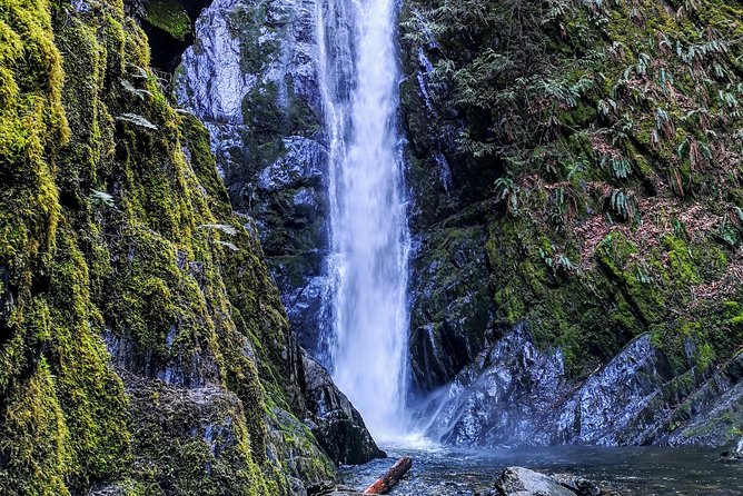 Vancouver Island Rainforest Guided Hike With Private Guide - Cruise Ship Passengers