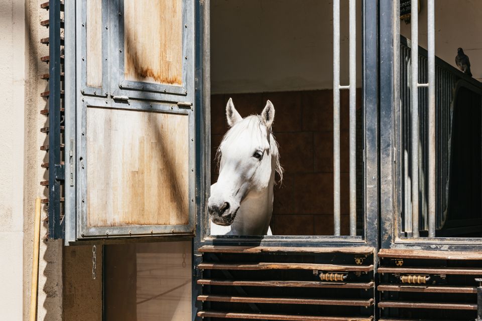 Vienna Spanish Riding School Guided Tour - Restrictions