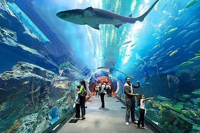 VIP Experience Dubai Aquarium & Underwater Zoo-As per Selection - Highlights of the Aquarium