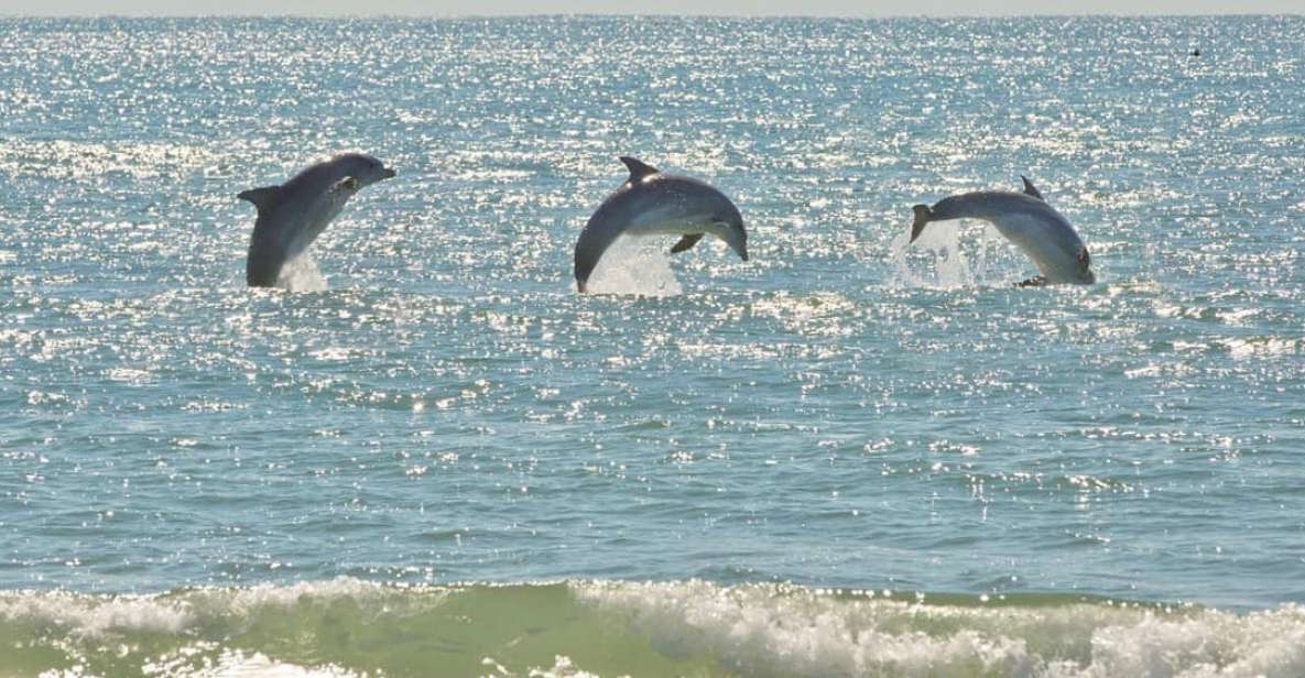 Virginia Beach: Dolphin Stand-Up Paddleboard Tour - Important Notes