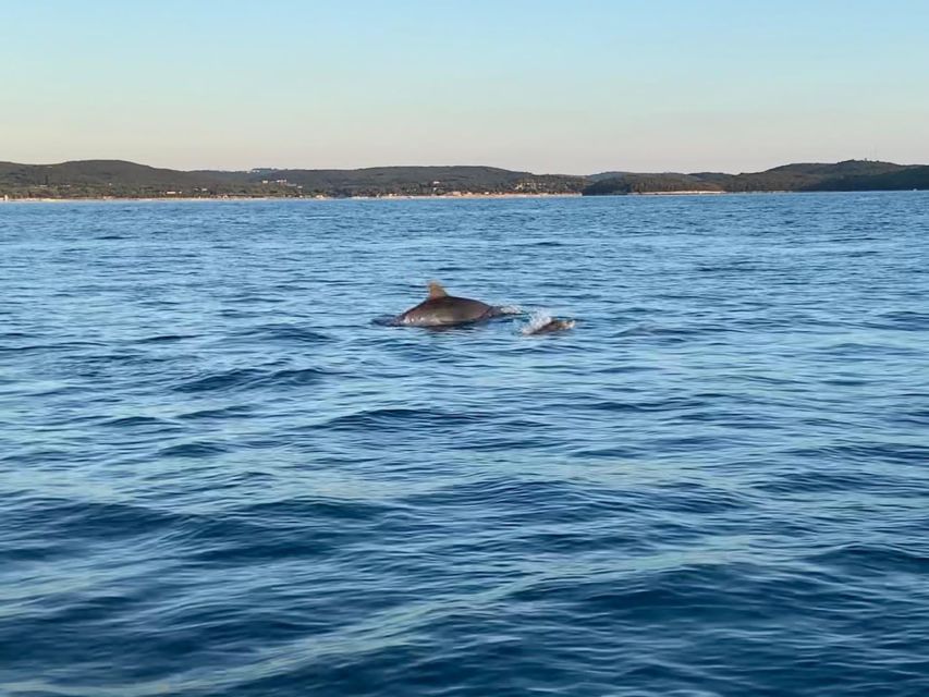 Vrsar: Dolphin-Watching Sunset Adventure With Speedboat - Importance of Weather