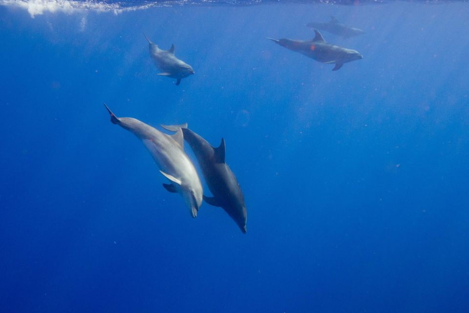 Waianae, Oahu: Swim With Dolphins (Semi-Private Boat Tour) - Snorkel Gear and Amenities