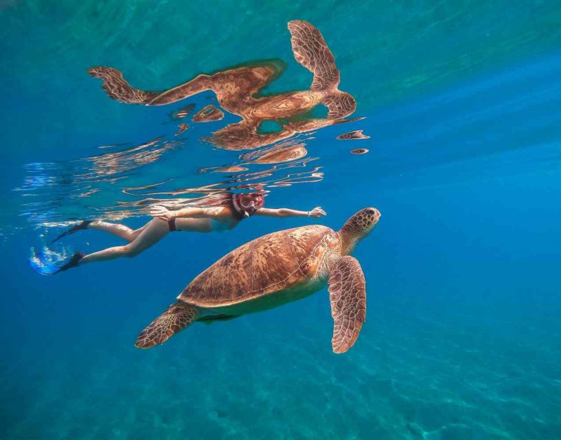 Waikiki: 5-In-1 Turtle Snorkeling Trip With Transfer - Transportation Options