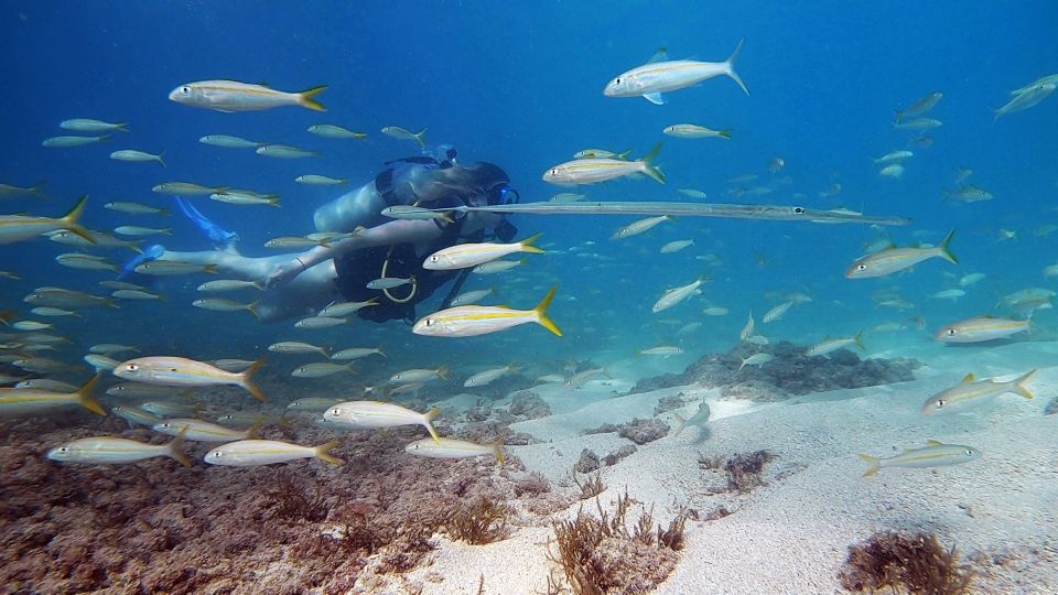 Waikiki: Honolulu Beginner Scuba Diving With Videos - What to Bring