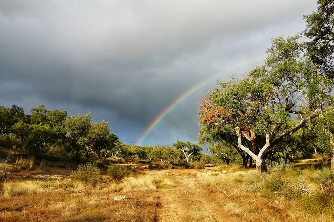 Walk on the Alentejo Cork Forest With Optional Lunch - Exploring the Cork Forest