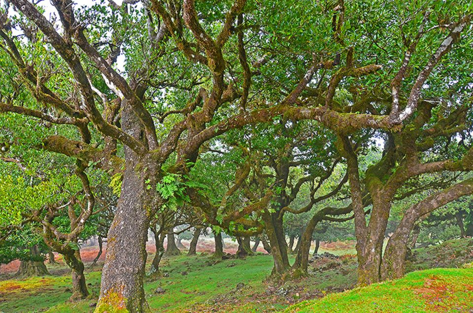 West Tour - Porto Moniz VIP 4X4 Wrangler Tour 8h Trip - Laurel Forest Exploration