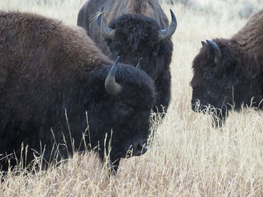 West Yellowstone: Yellowstone Day Tour Including Entry Fee - Tour Logistics