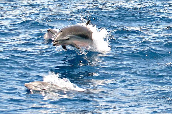 Whale and Dolphin Watching Cruise in St Lucia - Cancellation and Refund Policy