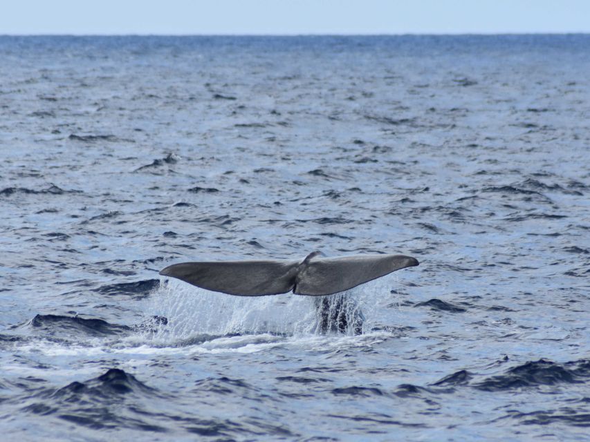 Whale and Dolphin Watching With Vila Franca Islet Visit - Lunch and Dining Options