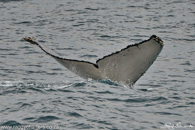 Whale, Dolphin & Penguin Island Cruise - Highlights of the Cruise