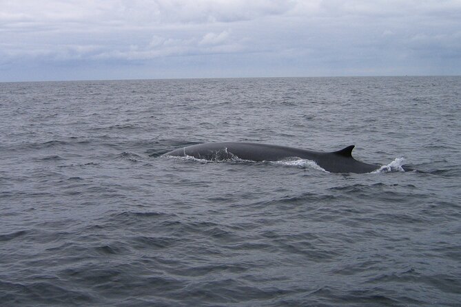 Whale & Dolphin Watching Tour - Accessibility and Restrictions