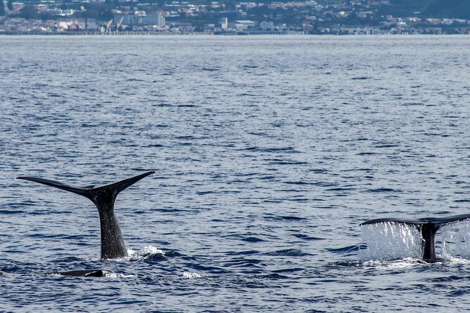 Whale Watching Activity in North Coast - Sustainable Practices