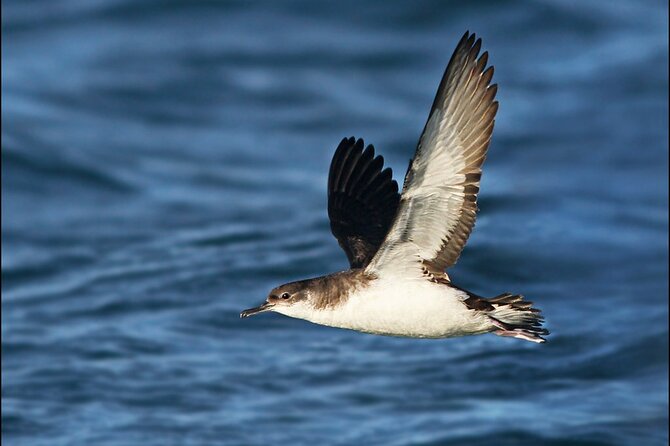 Whale Watching and Marine Life Tour in Reykjavik - Meeting Point and Arrival