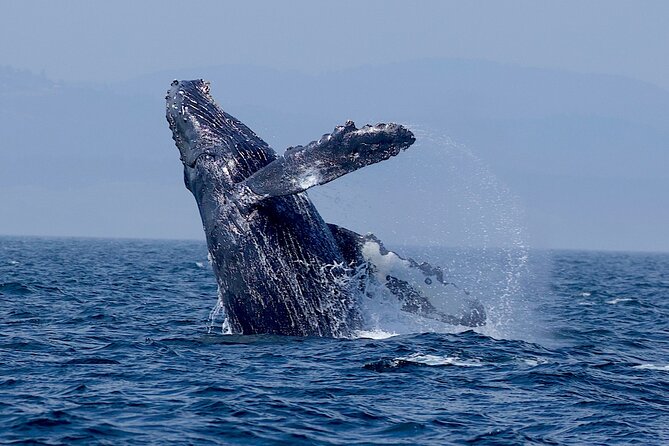 Whale Watching Cruise With Expert Naturalists - Confirmation and Additional Information