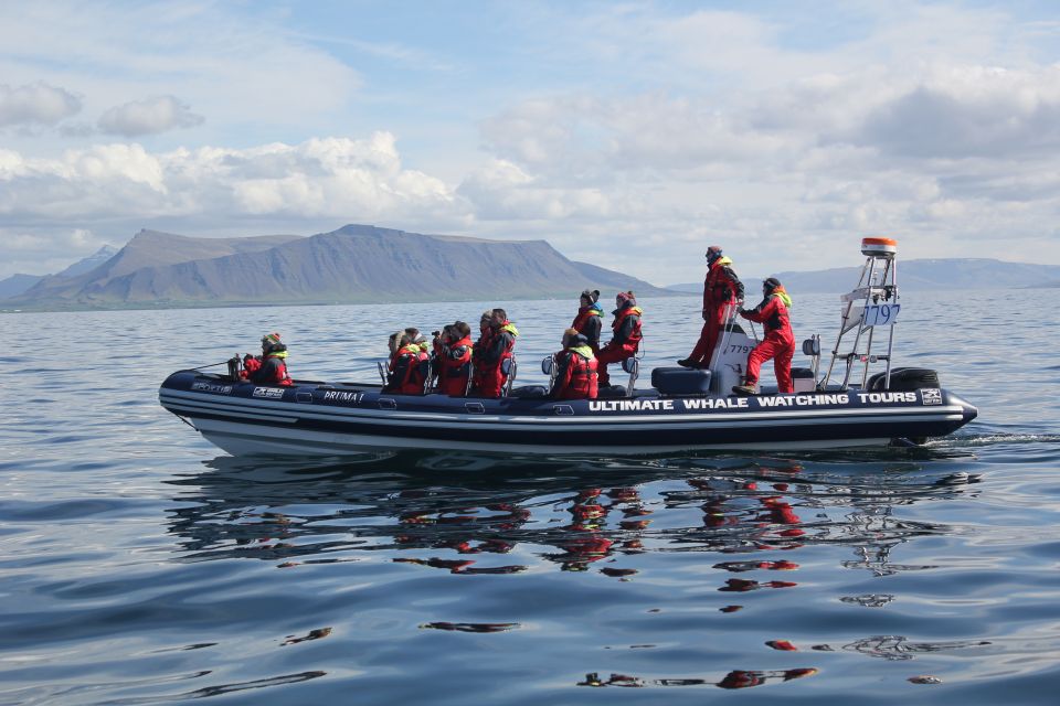 Whale Watching in Reykjavik by Speedboat - Puffin Breeding Season