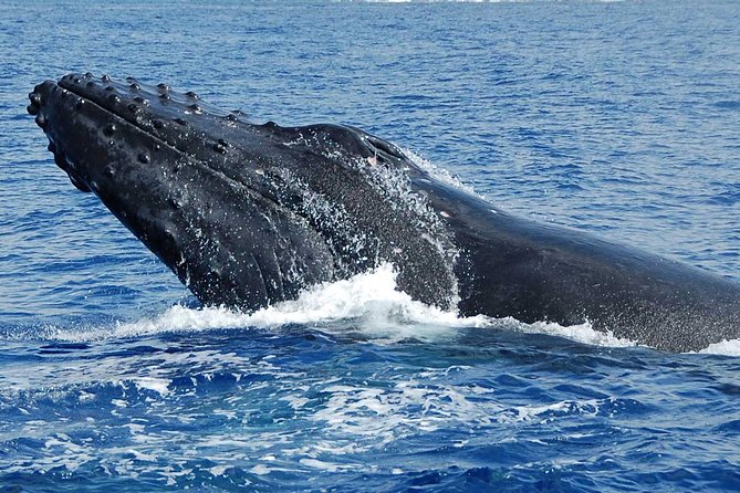 Whale Watching On The Big Island - Participant Considerations