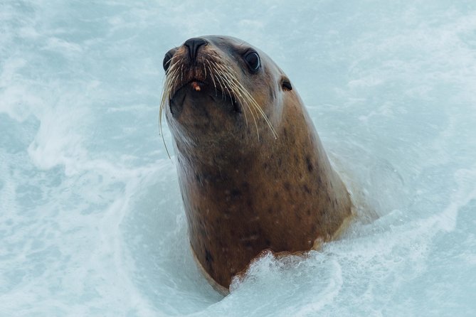 Whale Watching & Sightseeing Tour in Ucluelet, Vancouver Island - Additional Tour Information