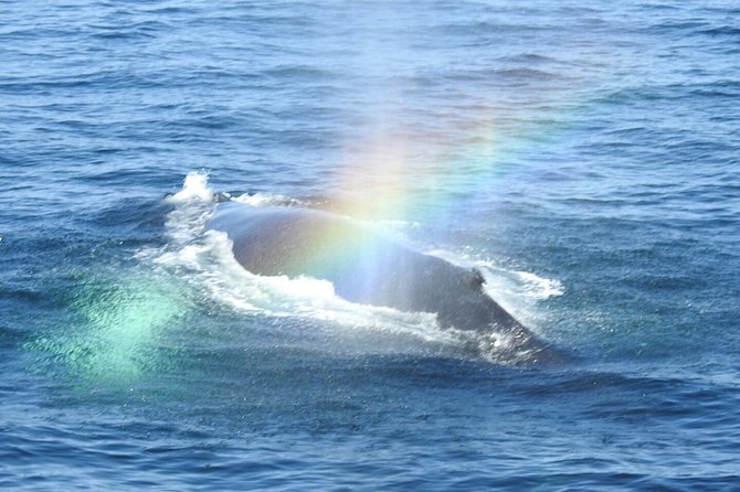 Whale Watching Tour in Gloucester - Customer Reviews