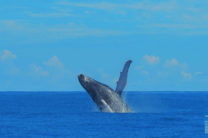 Whales Watching Half Day Experience - Reviews