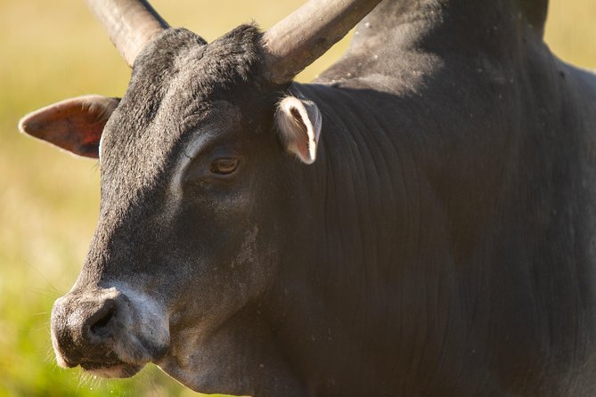 Wild Florida Drive-Thru Safari and Gator Park Admission - Visitor Information