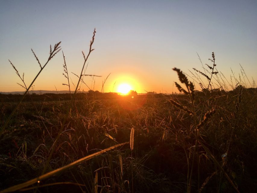 Wilder Skies - Somerset Nature Tours - Explore the Regions Diverse Ecosystems