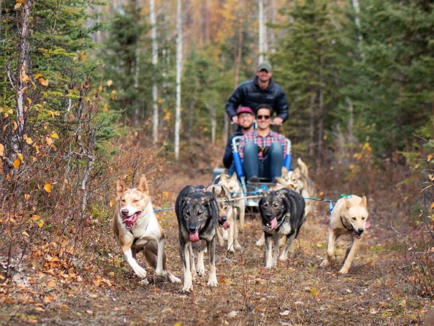 Willow: Summer Dog Sledding Ride in Alaska - Frequently Asked Questions