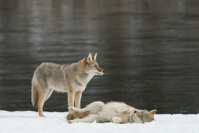 Winter Wildlife Discovery Tour - Geology and History Insights