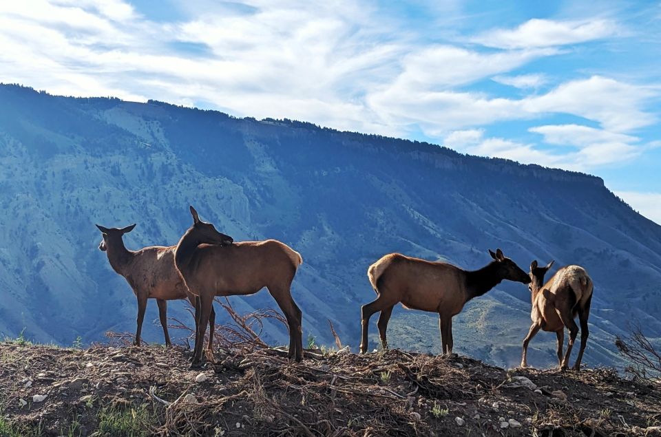 Yellowstone, MT: Lower Loop Private Tour - Highlights of the Tour