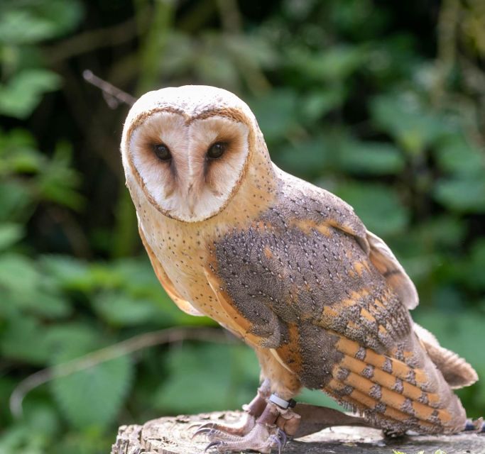 York: Entry to York Bird of Prey Centre - Hands-on Bird Experiences