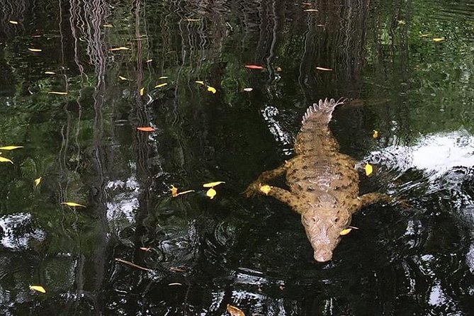 YS Falls, Black River Safari, and Floyds Pelican Bar Day-Trip (Transportation) - Sights and Experiences