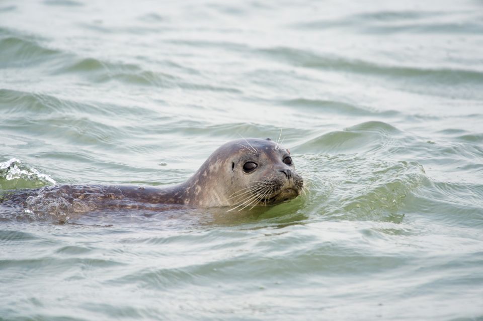 Zeebrugge: Seal Watching Boat Tour With Glass of Champagne - Inclusions